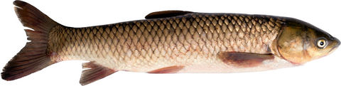 fish farming, grass carp