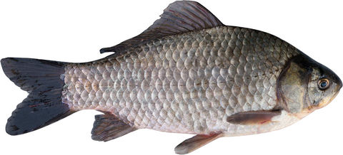 fish farming, Crucian carp