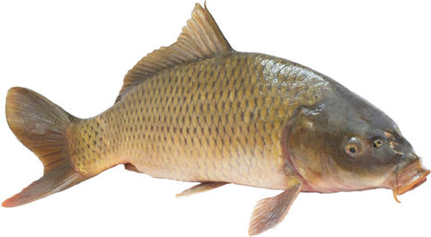 fish farming, carp